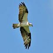 Soaring Above Poster