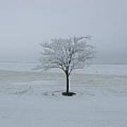 Solitary White Tree Poster