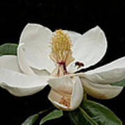 Southern Magnolia With Bee Poster