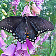 Spicebush Swallowtail Butterfly On Foxgloves - Papilio Troilus Poster