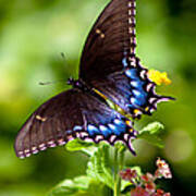 Spicebush Swallowtail Poster