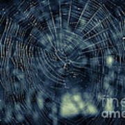 Spider Web Poster