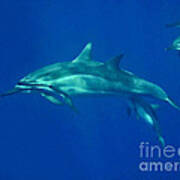 Spinner Dolphins Poster