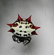 Spiny Orb Weaver Poster