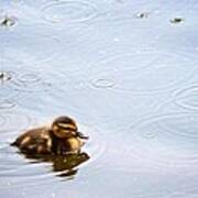 Splish Splash Duckling Poster