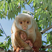 Spotted Cuscus Phalanger Maculatus Poster