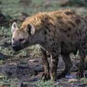 Spotted Hyena Poster
