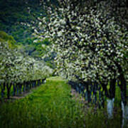 Springtime In The Orchard Ii Poster