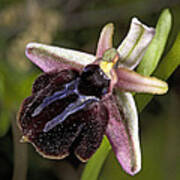 Spruner's Orchid (oprhys Spruneri) Poster