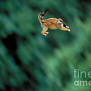 Squirrel Monkey Leaping With Young Poster