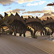 Stegosaurus Dinosaurs Graze Among Poster