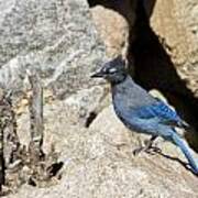 Stellers Jay Poster