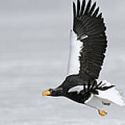 Stellers Sea Eagle In Kamchatka Poster