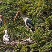 Storks Around A Nest Poster