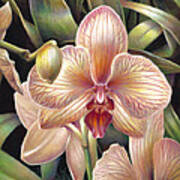 Striped Peach Orchid Poster