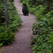 Strolling Bear Poster