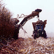 Sugarcane Harvest Poster