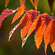 Sumac In The Sun Poster