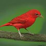 Summer Tanager Poster