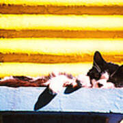 Sunbathing Feline Poster