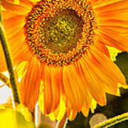 Sunflower Aglow Poster