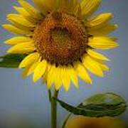 Sunflower Bow Poster