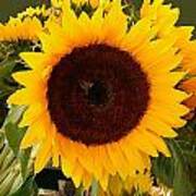 Sunflower Oil Painting Poster