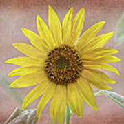 Sunflower Warmth Poster