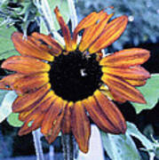 Sunflower With Bee Poster