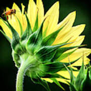 Sunflower With Bee Poster
