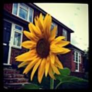 Sunflower With House In The Background ! Poster