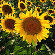 Sunflowers Joyful Field Poster