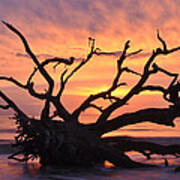 Sunrise At Driftwood Beach 6.1 Poster