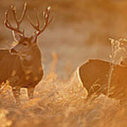 Sunrise Mule Deer Poster
