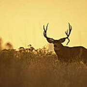 Sunset Mule Deer Buck Poster