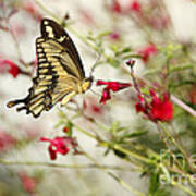 Swallowtail Butterfly On Red Wildflowers Poster