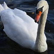 Swan Flying In The Water  Denmark Poster