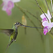 Sword Billed Hummingbird Feeding Poster