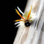 Sycamore Tussock Moth Poster