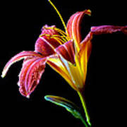 Tawny Daylily Poster