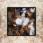 Tennessee Cotton I Photo Square Poster