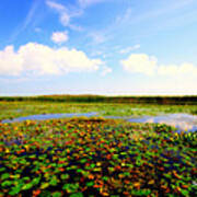 The Bog At Point Pelee Poster