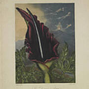 The Dragon Arum Poster