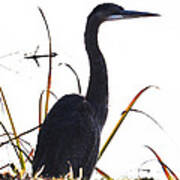 The Great Blue Heron Poster
