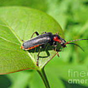 The Rednecked Bug- Close Up 2 Poster