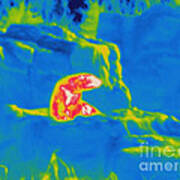 Thermogram Of A Polar Bear Poster