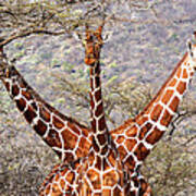 Three Headed Giraffe Poster