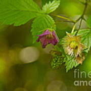 Three Stages Of Salmonberry Poster