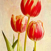 Three Tulips Poster
