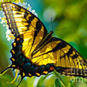 Tiger Swallowtail  Butterfly Poster